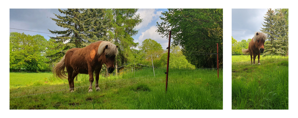 Pferd im Grünen