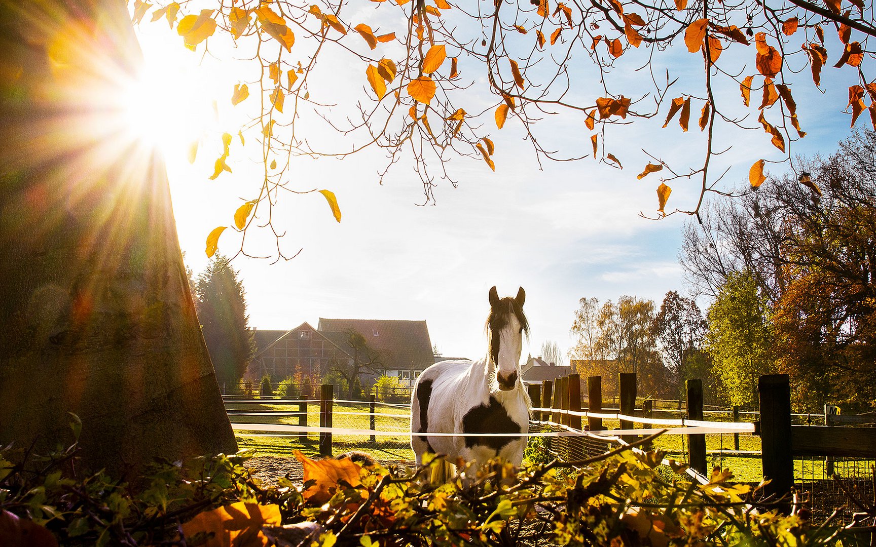 Pferd im Herbst