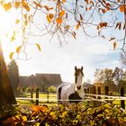 Pferd im Herbst