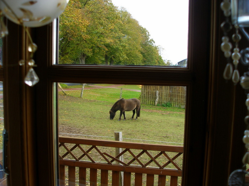 Pferd im Herbst