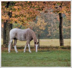 Pferd im Herbst