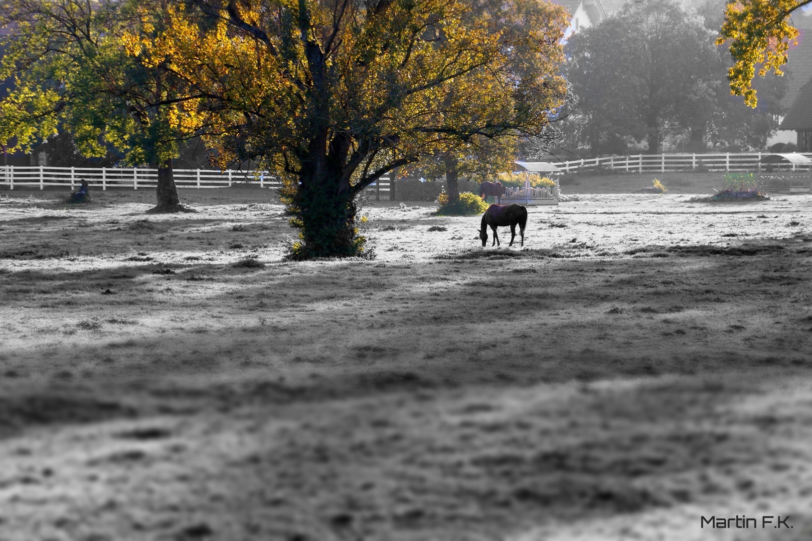 Pferd im Herbst