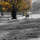 Pferd im Herbst