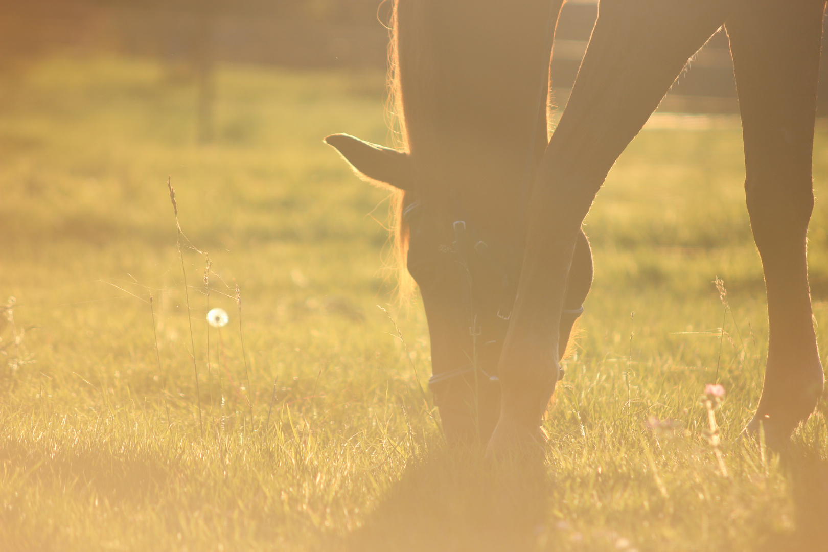 Pferd im Herbst 