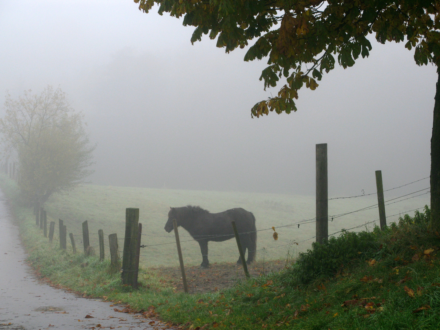 Pferd im Herbstnebel