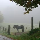 Pferd im Herbstnebel