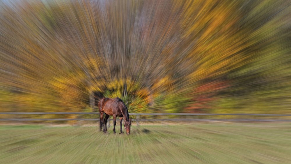 Pferd im Herbstwald