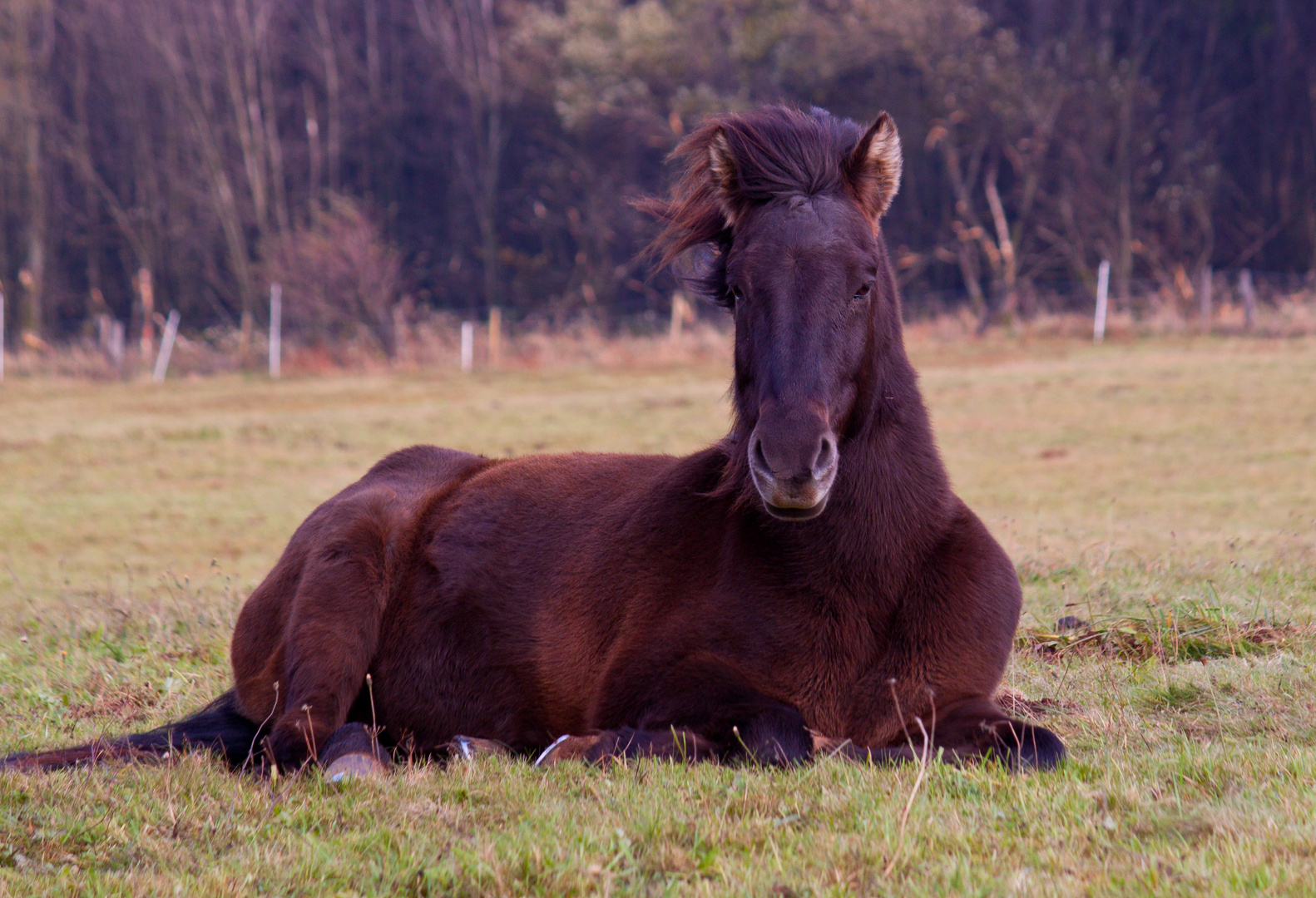 Pferd im Herbstwind