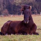 Pferd im Herbstwind