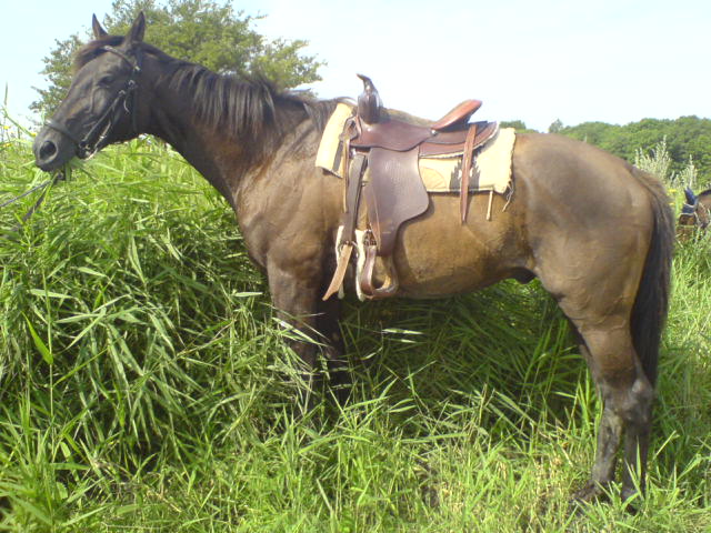 Pferd im hohen Gras