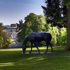 Pferd im Hügelpark Essen