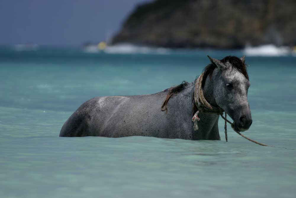 Pferd im Karibischen Meer