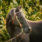 Pferd im Maisfeld