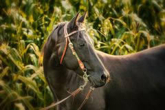 Pferd im Maisfeld