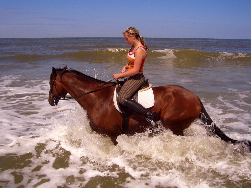 Pferd Im Meer Foto Bild Tiere Tier Und Mensch Natur Bilder Auf Fotocommunity