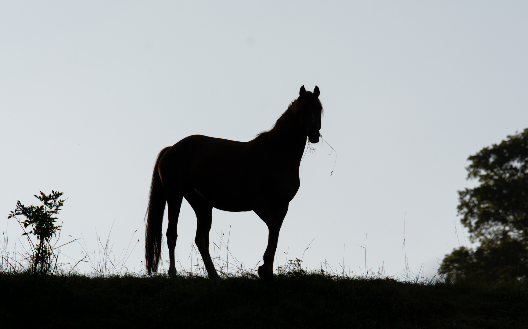 Pferd im Morgengrauen