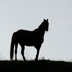 Pferd im Morgengrauen