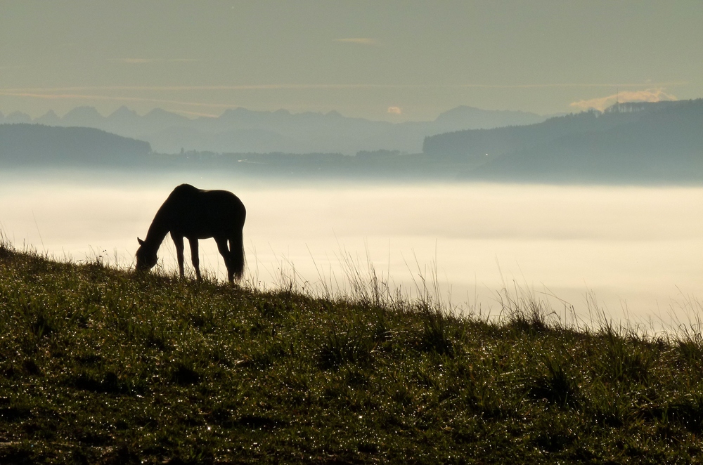 Pferd im Morgenlicht