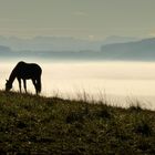 Pferd im Morgenlicht