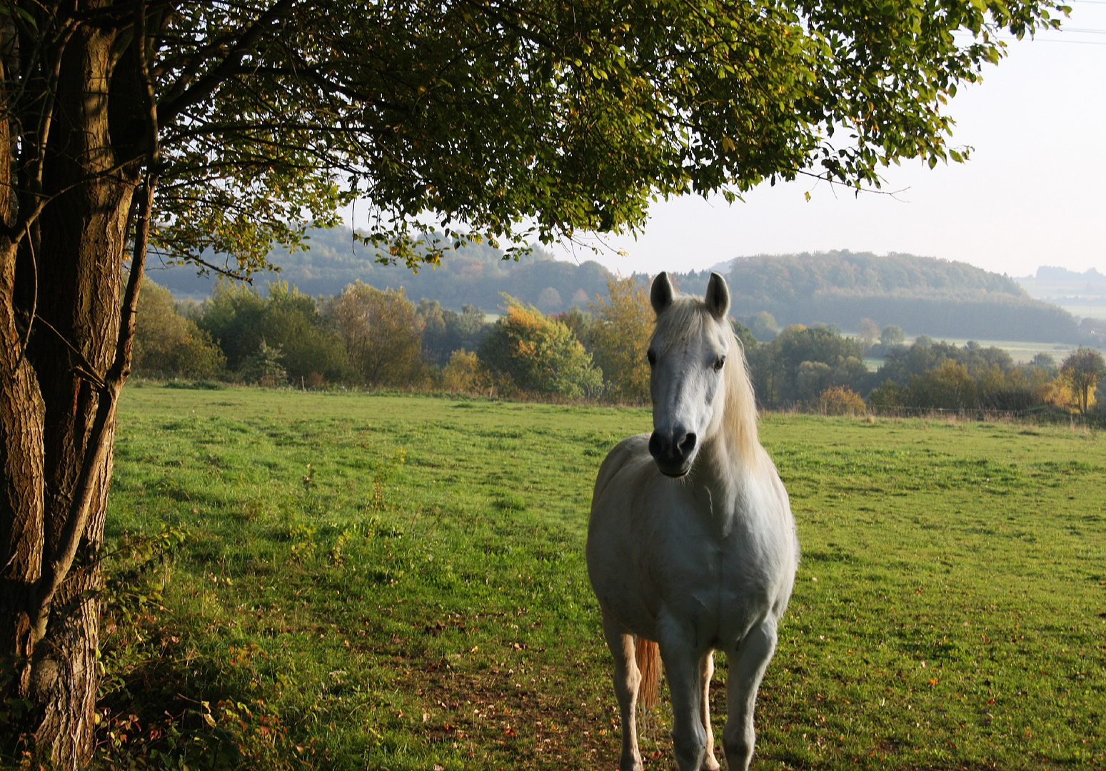 Pferd im Morgenlicht