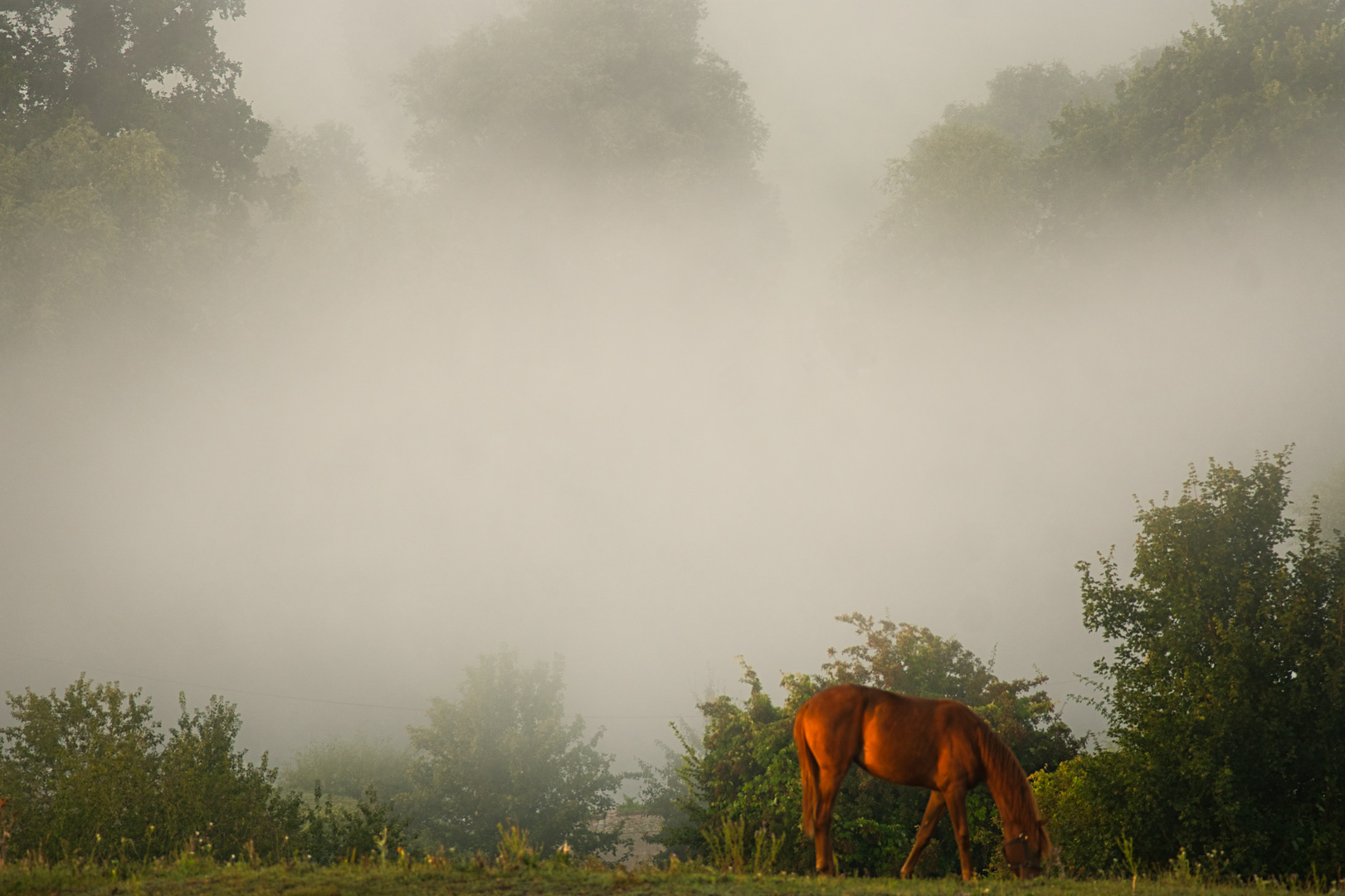 Pferd im Morgennebel