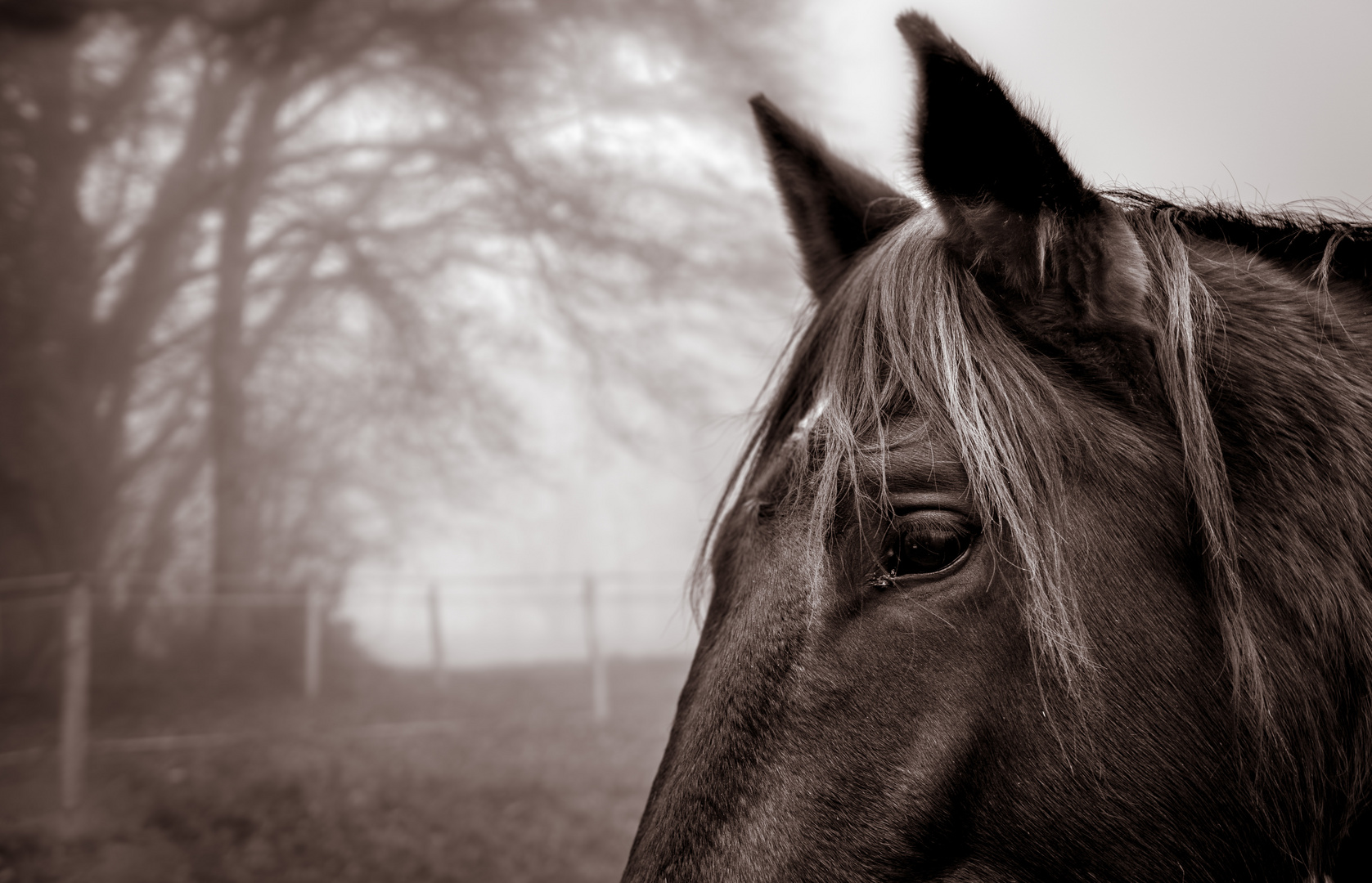 Pferd im Morgennebel