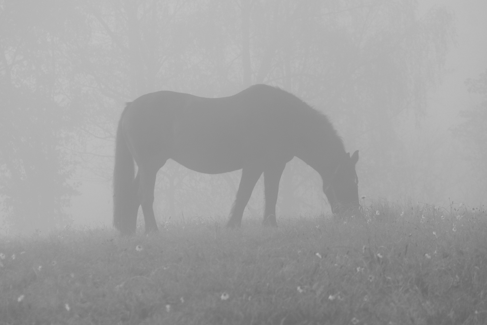 Pferd im Morgennebel