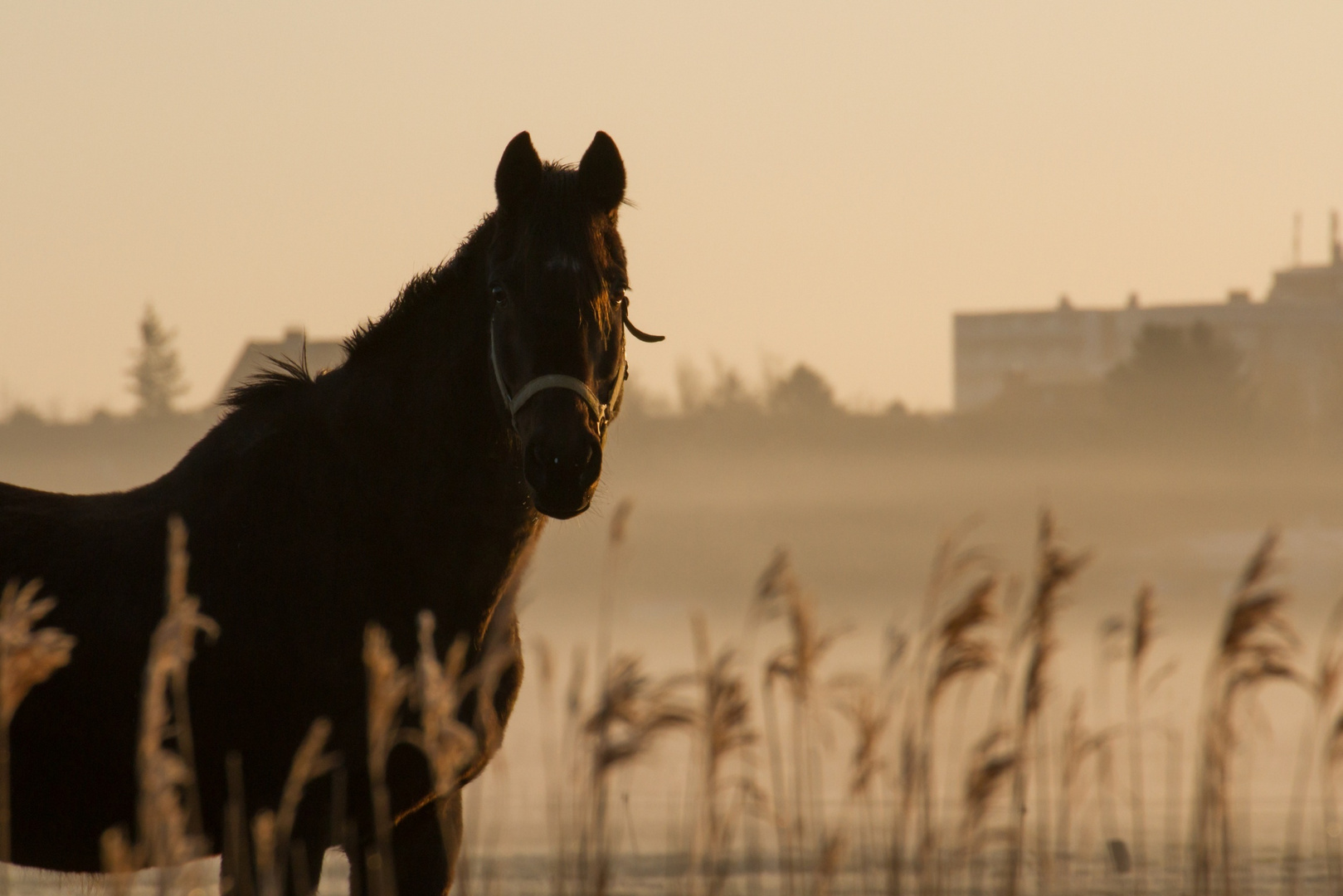 Pferd im Morgennebel