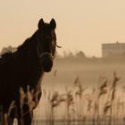 Pferd im Morgennebel