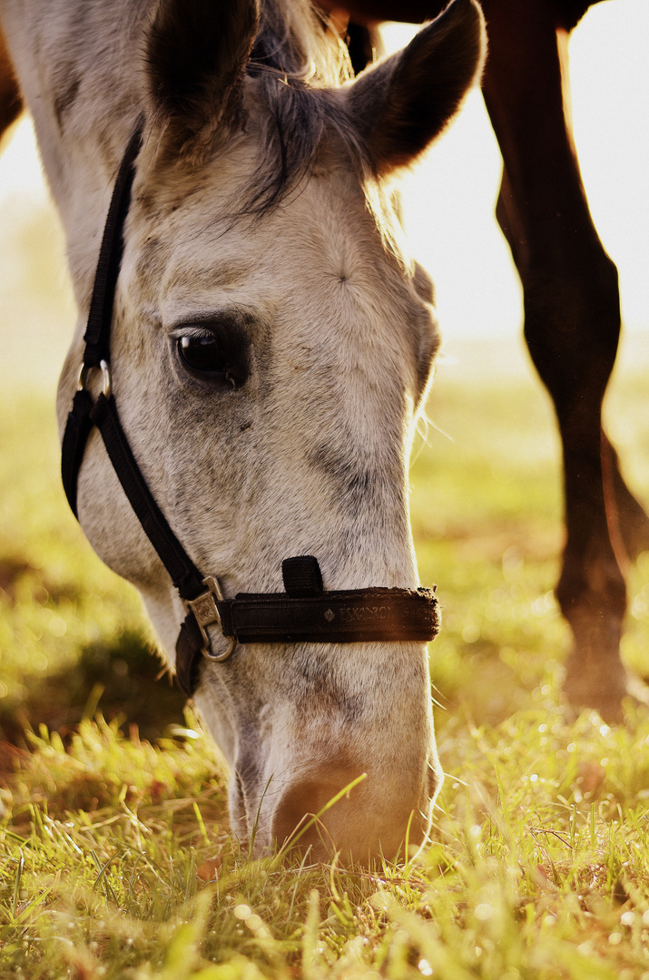 Pferd im Morgenschein