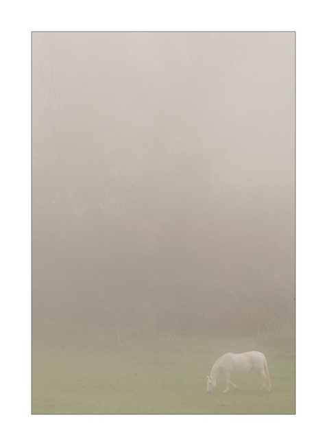 Pferd im Nebel