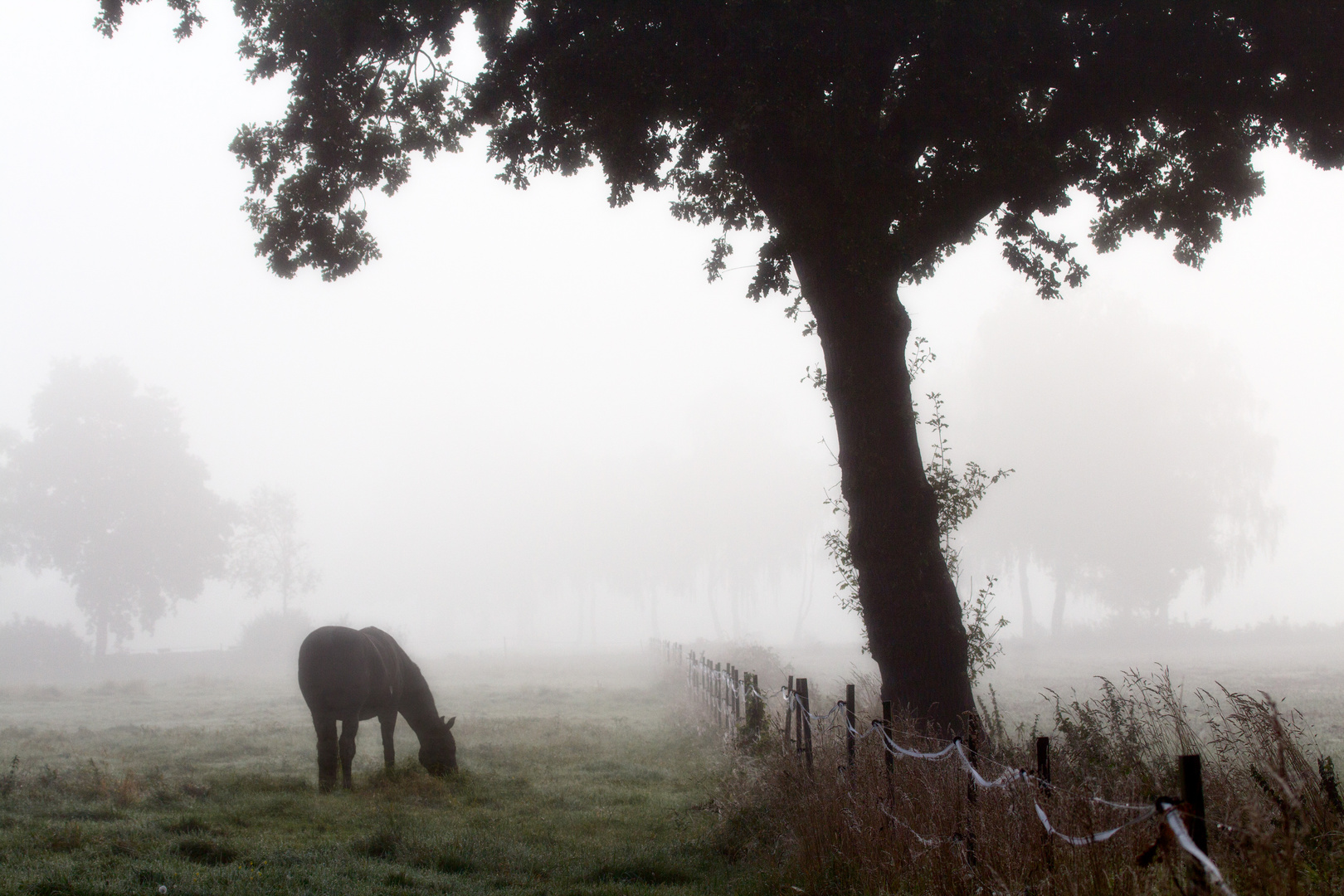 Pferd im Nebel