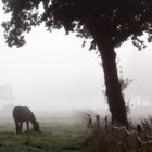 Pferd im Nebel