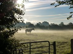 Pferd im Nebel