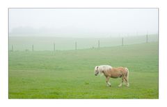 Pferd im Nebel