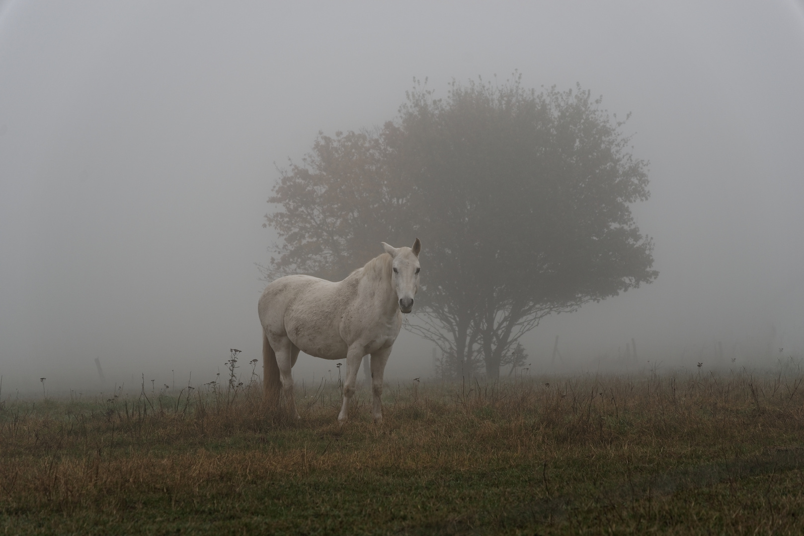 Pferd im Nebel