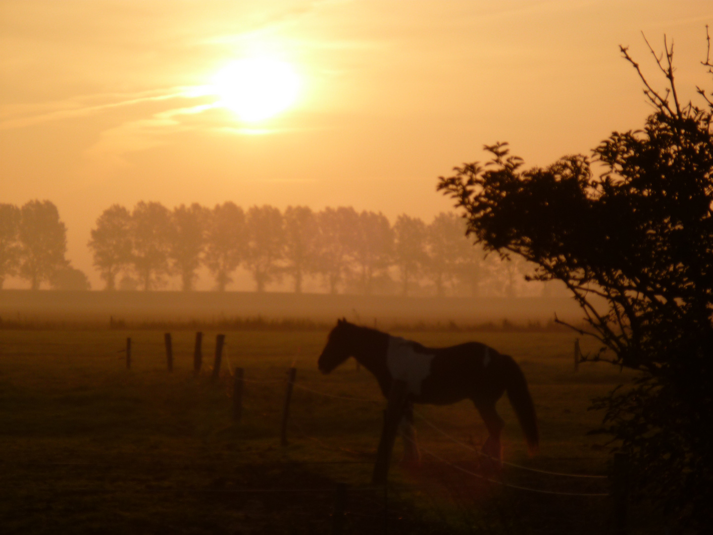 Pferd im Nebel bei Sonnenaufgang