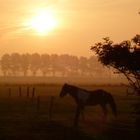 Pferd im Nebel bei Sonnenaufgang