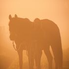 Pferd im Nebel bei Sonnenaufgang