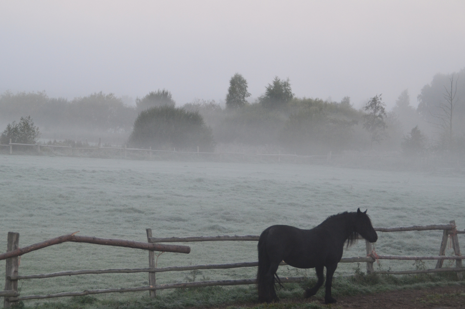 Pferd im Nebel