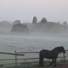 Pferd im Nebel