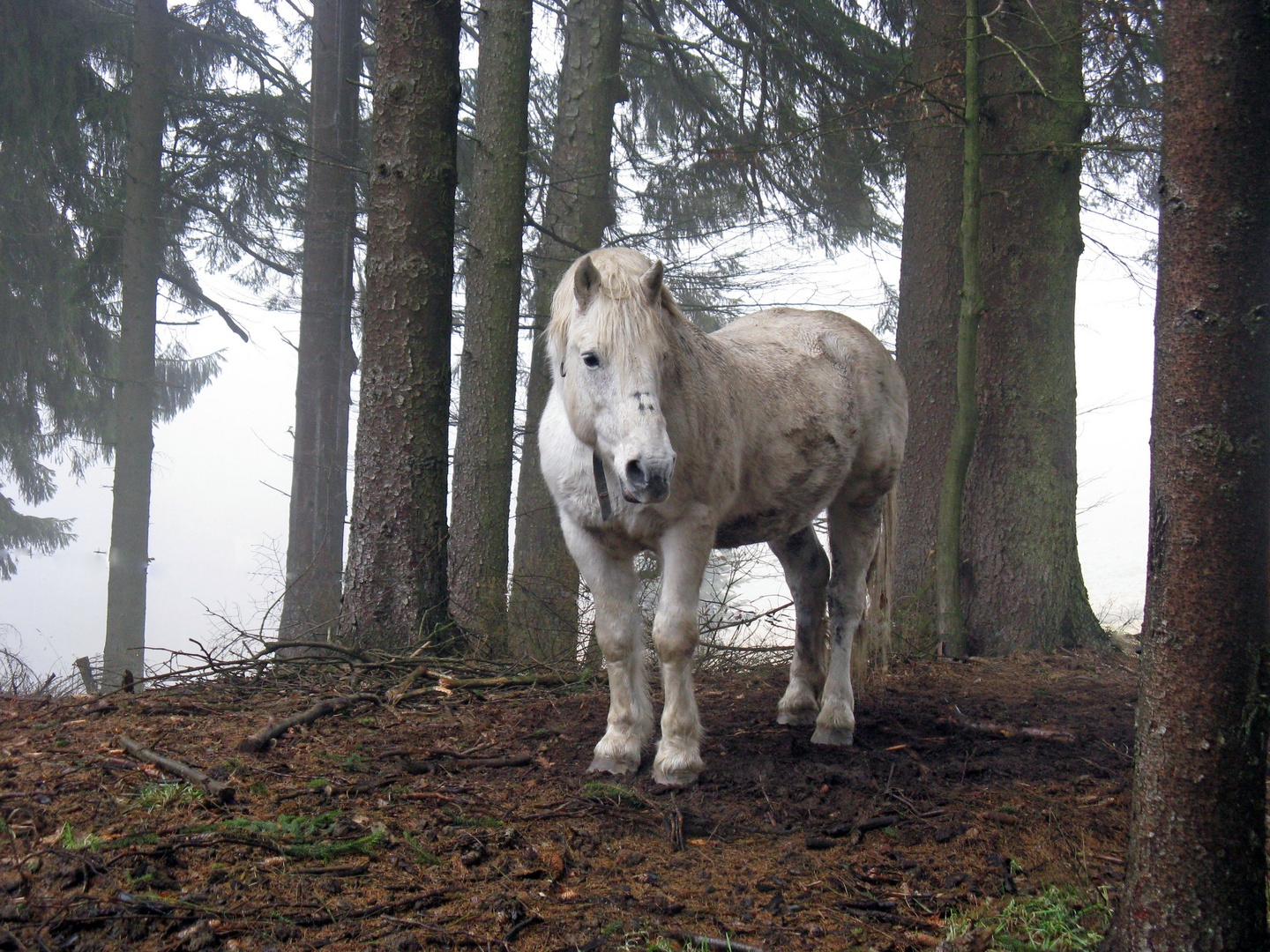 Pferd im Nebel