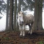 Pferd im Nebel