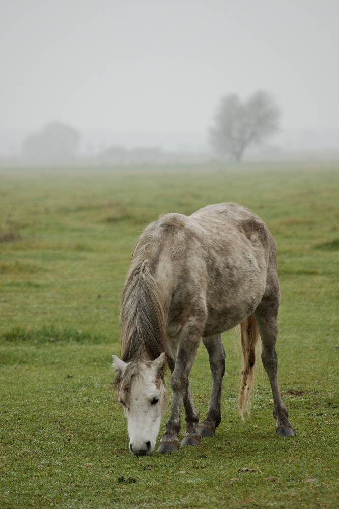 Pferd im Nebel