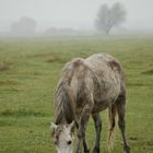 Pferd im Nebel