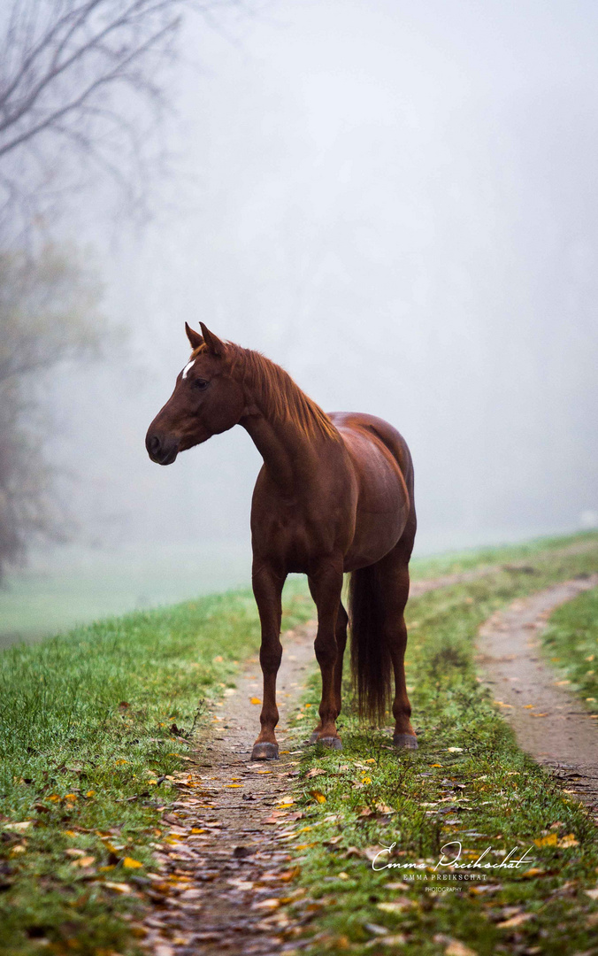 Pferd im Nebel