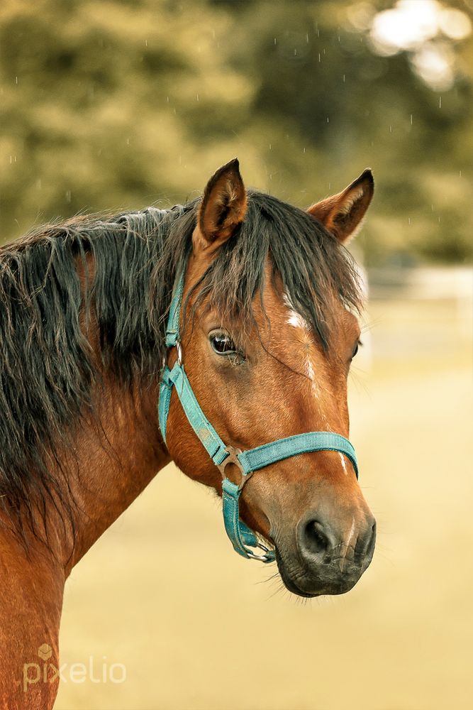 Pferd im Nieselregen