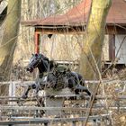 Pferd im Plänterwald