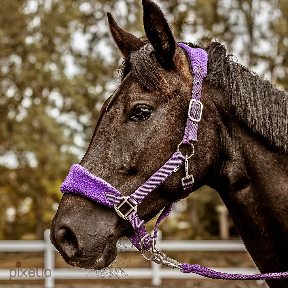 Pferd im Portrait