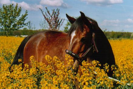 Pferd im Rapsfeld 2